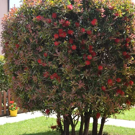 Callistemon לינה וארוחת בוקר
