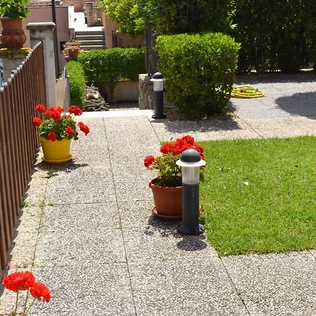 Callistemon פורטו אזורו