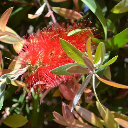 Callistemon * ポルト・アッズッロ